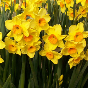 Narcissus (Daffodil) 'Golden Dawn'. 